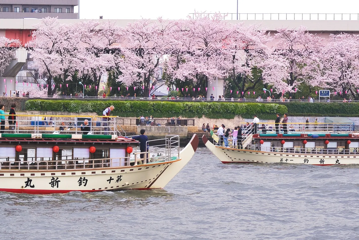 もうすぐ東京の桜が満開になります。