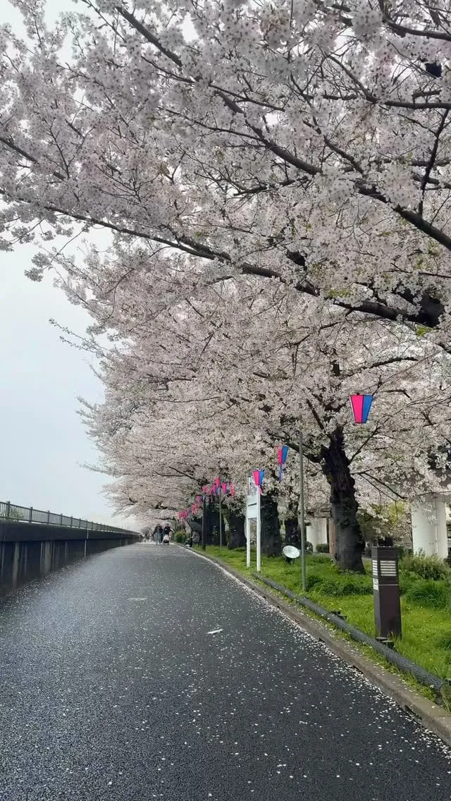 2026東京桜シーズン